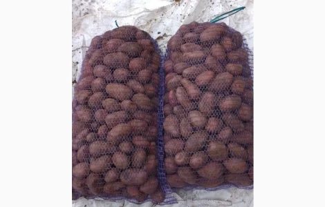 Продается семенная картошка различных сортов