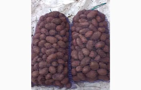 Продам семенную (семенную) картошку