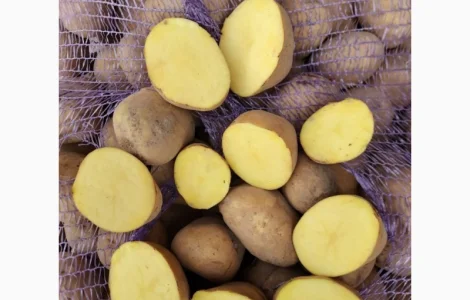 Куплю товарную картошку оптом от 20 тонн