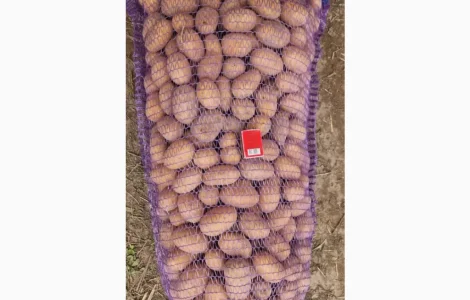 Продажа посадочного картофеля сорта Королева Анна