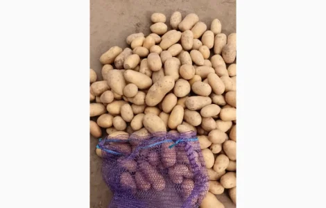 Продажа семенного картофеля сорта Раномі