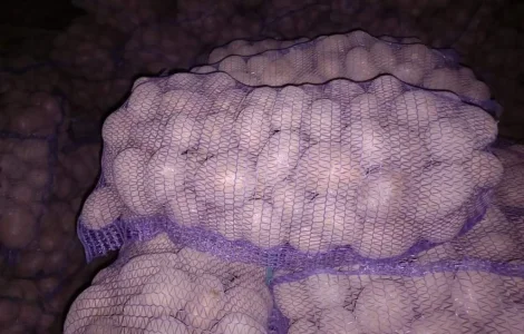 Продается товарная картошка Беллароза