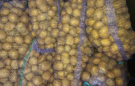Продается посадочная картошка сорта Ривьера