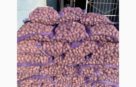 Продаж картоплі сортів Коломбо та Ред Леді