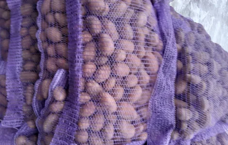 Пропонується картопля сортів Коломбо і Ред Леді