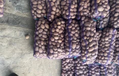 Продается крупная картошка