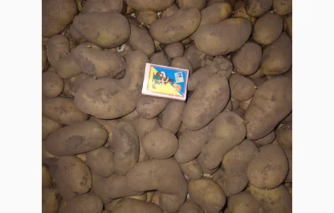 Продажа семенного картофеля разных сортов