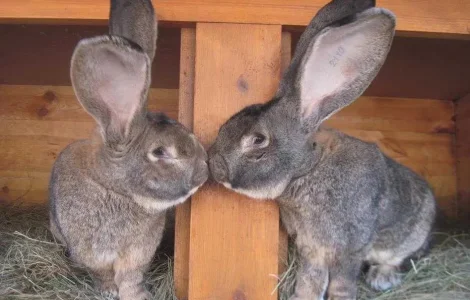 Продам кроликов бельгийский великан живой вес