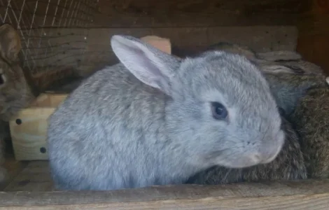 Кролики живой вес, удобрение и т.д.