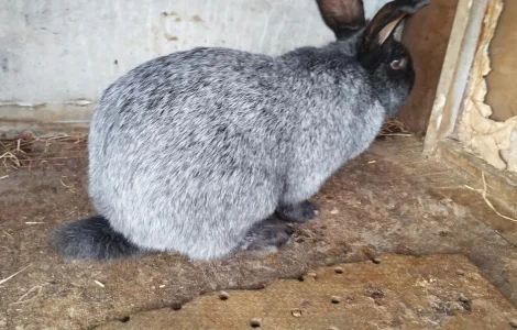 Продам кроликов Полтавская серебро живой вес