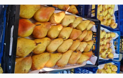 Продается груша сорта Яблунівська