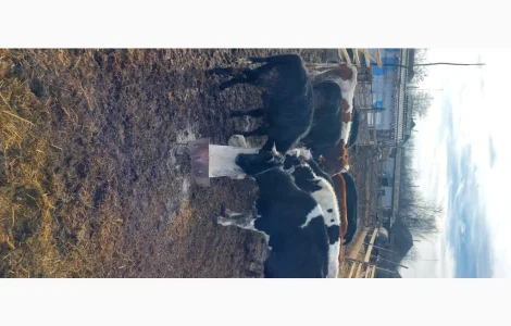 Продам стадо молодих корів