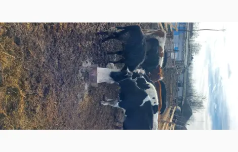 Продам стадо молодих корів