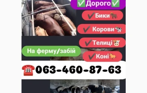 Купуємо биків та корів