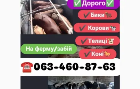 Закупаем Быки