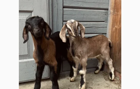 Продаются козлики англо-нубийской породы