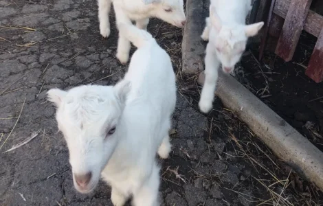 Продаются козлята Ламанча и Зааненская порода, месяц