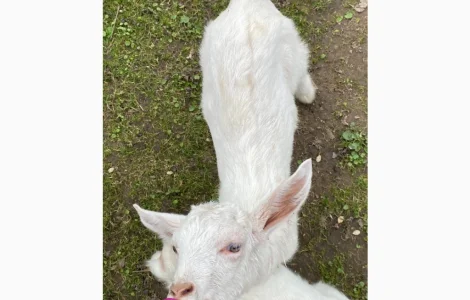 Продаются зааненские козлики