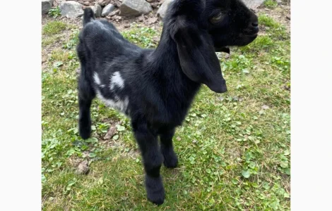 Продается англо-нубийский козлик