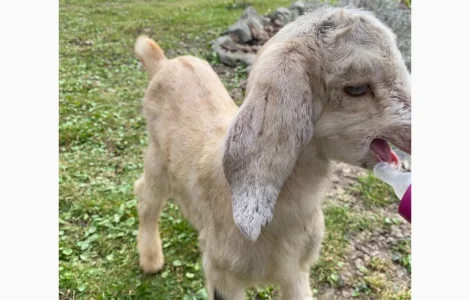 Продается англо-нубийская козочка