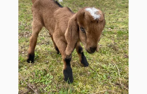 Продаются англо-нубийские козочки 80%