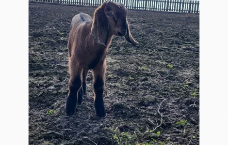 Продаються козенята англійської породи