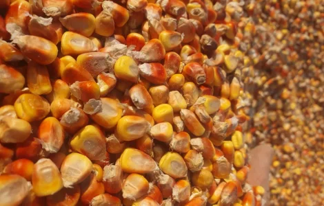 Продается кукуруза и пшеница