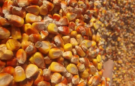 Продается кукуруза и пшеница