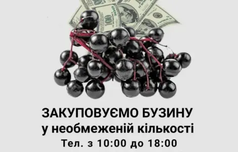 Закуповуємо бузину у необмеженій кількості