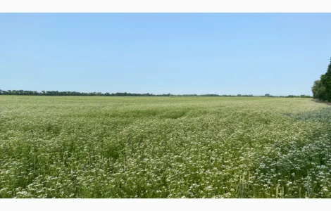 Терміново продається мед коріандру 2025 року