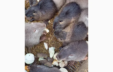 Продаються середні та великі нутрії