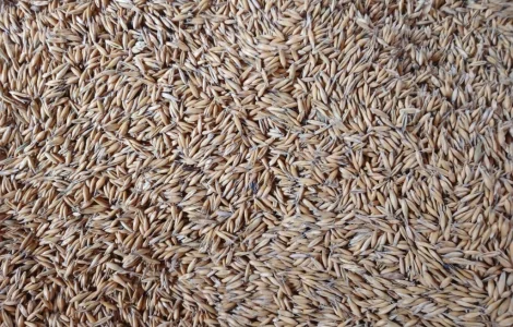 Продаж овесу продовольчого зерна