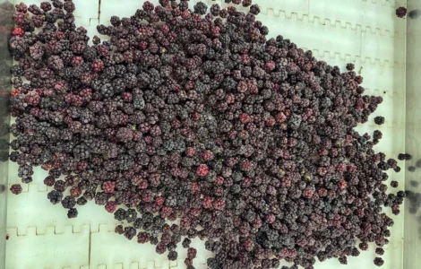 Продам ожину лісову