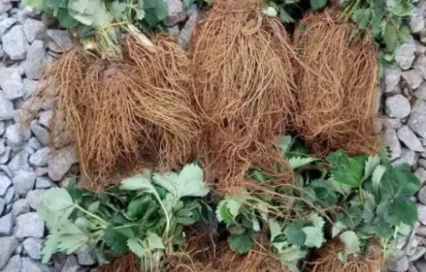 Саджанці полуниці (розсада) Румба рання