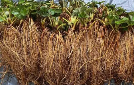 Розсада полуниці