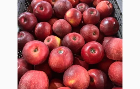 Продажа яблок Чёрный принц