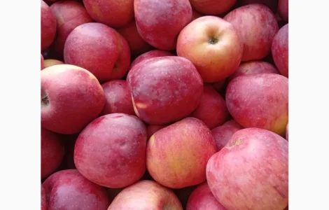 Продаются яблоки различных сортов