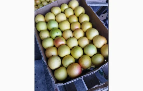 Пропоную яблука Айдарет Голден