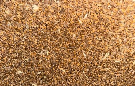 Продается пшеница 4 класса