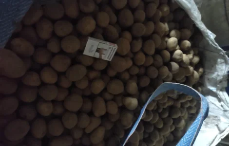 Продается насіння картоплі Арізона