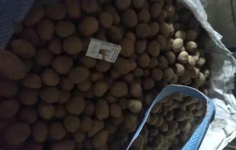 Продам арізону насіневу