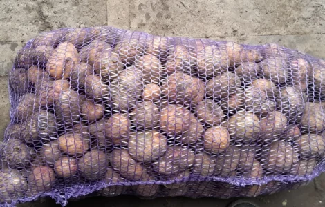 Продаж насіння картоплі Арізона і Пікассо