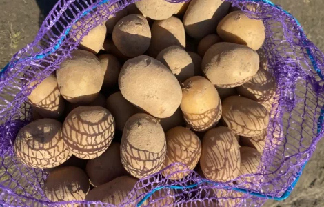 Продается посадочная картошка сорта Мелоді