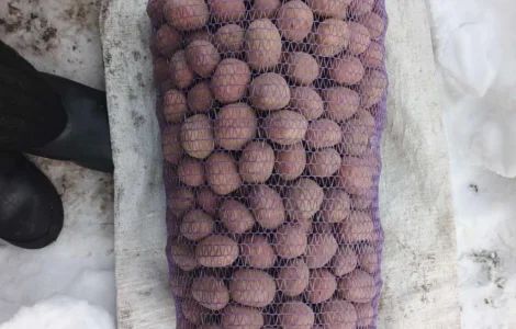 Продажа посадочного картофеля сортов Гранада, Белороса, Королева Анна, Саншайн