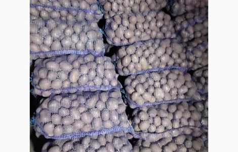 Пропонується товарна картопля сорт Біла Роса