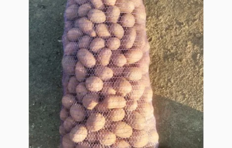 Продається насінне картопля