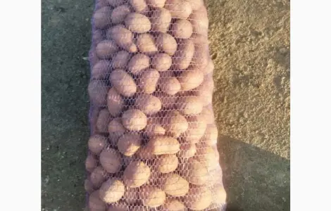 Продам семенной картофель