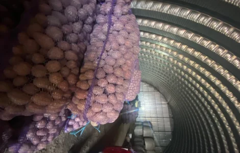 Пропонується посадковий картопля сорт Белароса