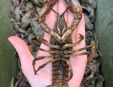 Продаю живых раков и варим на заказ