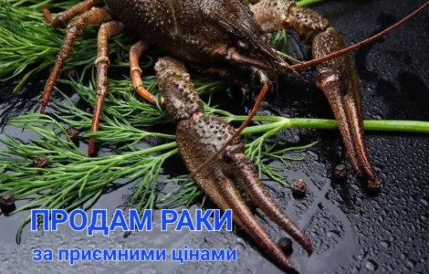 Мальок рака для розведення в Черкасах